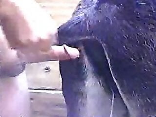 Free bestiality and zoophilia porn